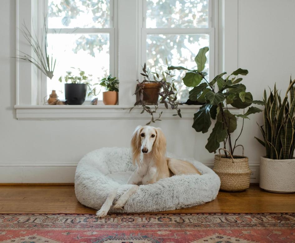 Dog sitting on a bed in the living room 
